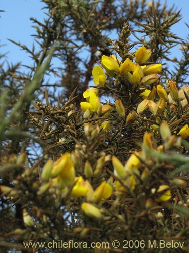 Image of Ulex europaeus (Corena / Espinillo / Yáquil). Click to enlarge parts of image.